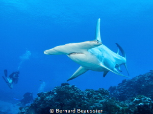 Hammerhead shark by Bernard Beaussier 